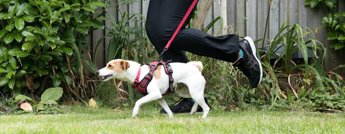 Running store with dog